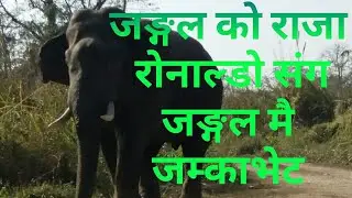 जंगली हात्ती संग जंगलमै जम्काभेट