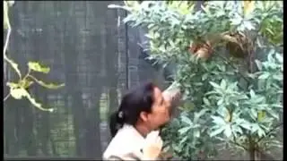 What to do if you have found a baby bird.