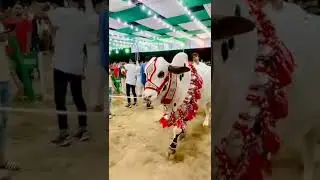 Pakistani beautiful bail