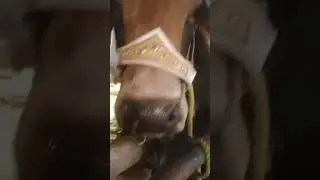 PAlBA cattle show