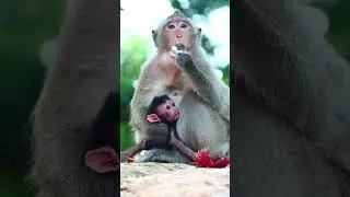 Very adorable little newborn baby monkey just give birth
