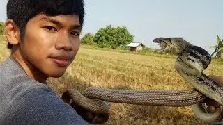 Mengenal ular lanang sapi ( ELAPHE RADIATA / COELOGNATHUS RADIATUS )