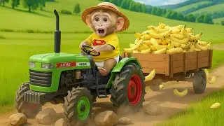 Monkey Video - Farmer Monkey Momo drives to harvest bananas at the farm