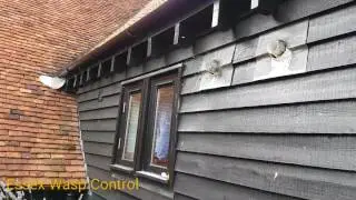 Wasp Nest Removal Great Dunmow #1