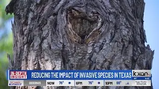 INSIGHT: Reducing the Impact of Invasive Species in Texas
