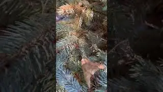 I need help with my blue spruce #shorts