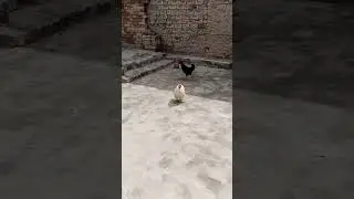 birds comedy video and cock fighting #shorts #comedy #cock