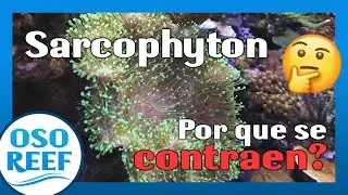 5 Razones por las que se contraen los sarcohyton?