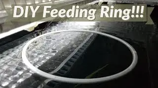DIY Aquarium Feeding Ring! Simple and Cost Effective!!