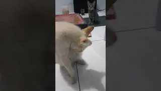 kucing main karambol-yelling cat