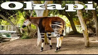 Okapi