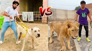 SW Pet House New Challenge Bully Dog vs Lion Fight 😱 Challenge Match 
