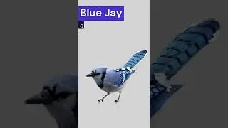 birds names | birds sound #shorts #youtube #trending #viral #tiktok#ytshorts #marvel #youtubeshorts