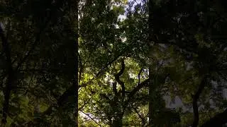 4K Nature Preview 🌳 Forest Stillness in Summer Shade