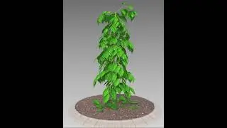 3D Plant Model presentation