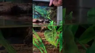 Shelldon the snapping turtle coming up when called for a little head rub