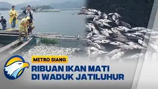 Ribuan Ikan Mati Mendadak di Waduk Jatiluhur- [Metro Siang]