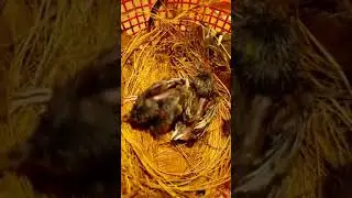 #murai #masteranmurai #bunyimurai #kicaumania #burung #animals #birds #masteranburungmurai #pigeon
