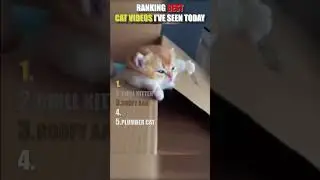 Top 5 Funniest Kittens of the Day! ( Day 54!😺) #cat #funny #funnycats #kitten #cute