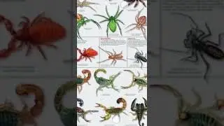 solifuges insect #viral #short #spidersoftheworld #spiderseason #insects #gagamba#damang