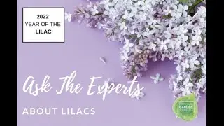 Ask the Experts about Lilacs