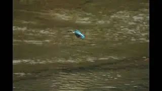 3373#カワセミ#水絡み#鶴見川#Kingfisher#water entangled#20181213#6／9