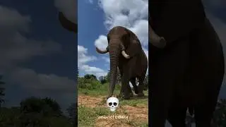 Power of transformation 😱 #elephant #shorts #ytshorts