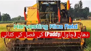 Village life daily routine work  Agriculture,dairy life cutting of rice field funny video gone viral