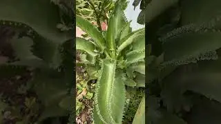 #motivation #हर #flowers #हरम #motivational #shots #शिव #india #viral #youtube #youtubeshorts #clips
