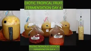 Exotic tropical fruit:  Wine Fermentation day 4 Visuals