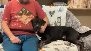 Dog grooming techniques and improvements
