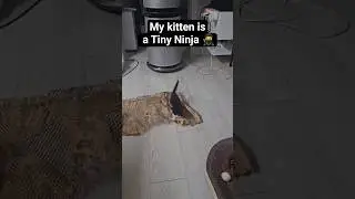Мой новый котенок &mdash; крошечный ниндзя 🥷 #котенок #милый #домашниеживотные #кошачьишорты #котенок #...