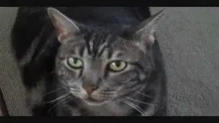 [MUSIC VIDEO] Walking for Kisses (The Ballad of Pork Chop)