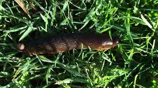 Spanish slug (Arion vulgaris) - moving through grass - September 2017