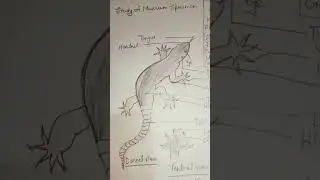 #How to draw a simple HEMIDACTYLIS #Easy#step#science #shorts #biology #hemidactylis # diagram