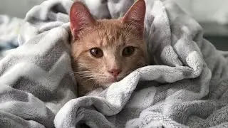 Cute cat videos 🤣funny cats videos 🤣funny animals videos #Cat #catloversusa 