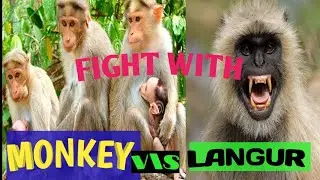 monkey v\s langur fight amazing video |fight langur v\s monkey |#monkey #animals #hanuman