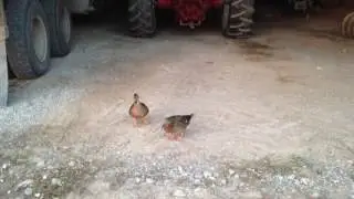 Female Mallard Duck calls