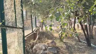 At. machia biological park 🐅🐅🐅🐅 Jodhpur Rajasthan 🌹🌹🙏🙏👌👌