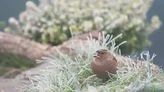 Les Oiseaux Passent