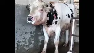 Pasteurellosis Shipping Fever ll bovine respiratory disease ll symptoms ll VET Knowledge