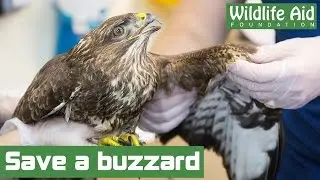 Please help us save a buzzards life
