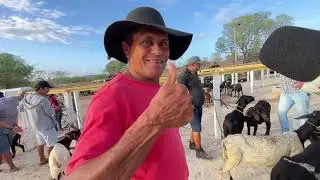 Feira de Ovelhas e Suínos em Senador Rui Palmeira - AL 27 - 01 - 2026 - #nordeste