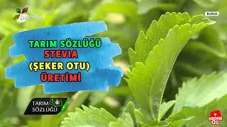 Tarım Sözlüğü | Stevia (Şeker Otu)  Üretimi | Bursa