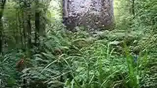Waipoua Forest