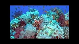 Deep Ocean ~ Coral Reef Adventure Full Documentary