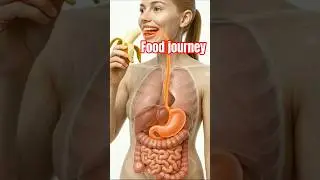 3d anatomical Visualization food journey inside body  #shorts #biology#science