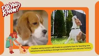 Dog Training with Treats: A Step-by-Step Guide