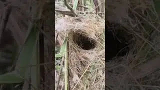 I Found a Hidden Bird Nest in the Forest!