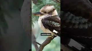 Why You Hear Australian Kookaburras in Every Jungle Movie